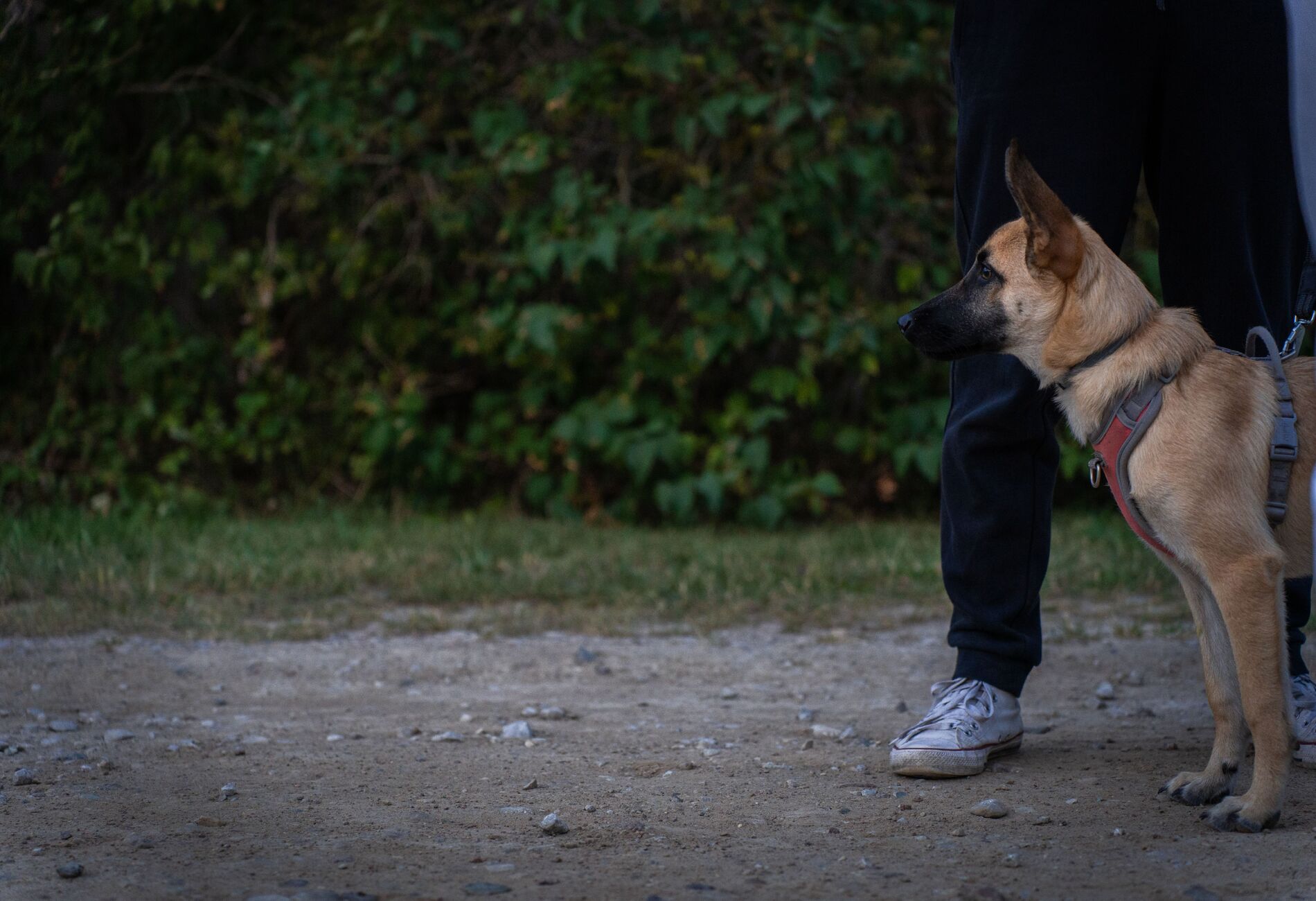Hond loopt netjes naast de trainer