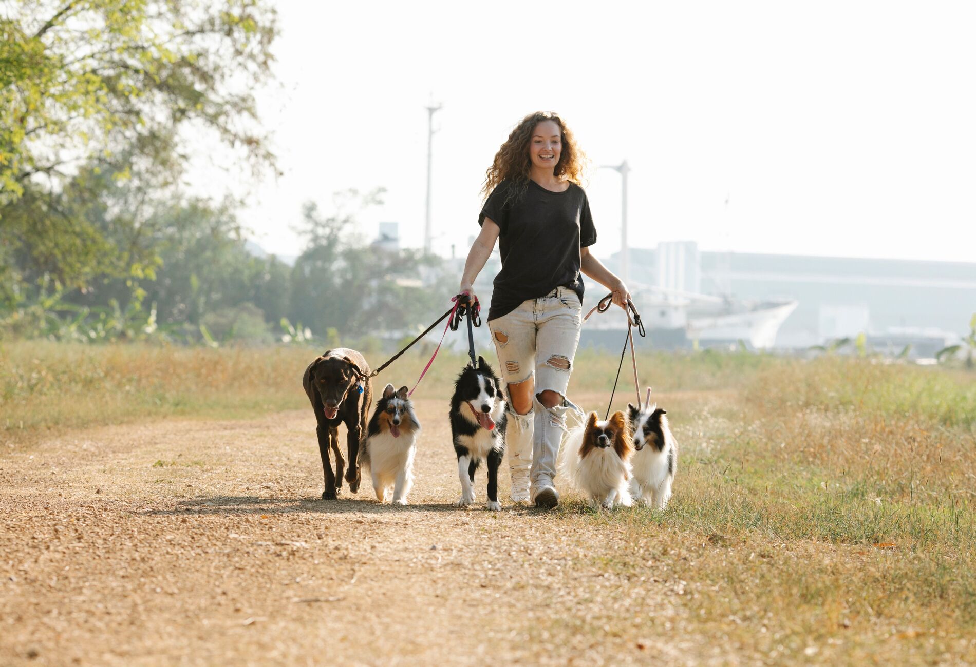Uitlater met een roedel honden op een zandpad