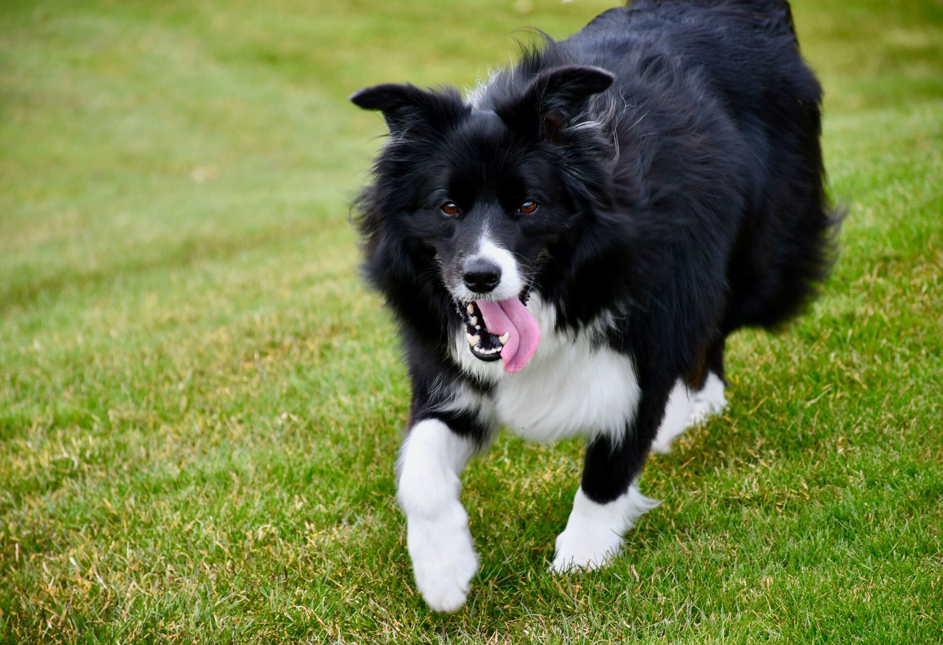 Border collie rent over het gras