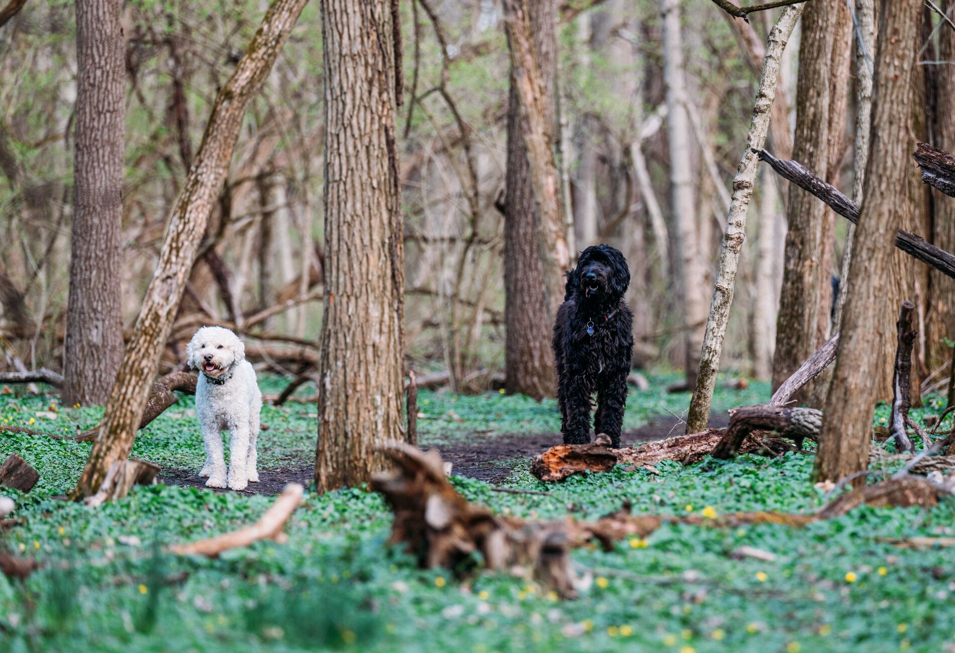 Honden tussen de bomen in het bos