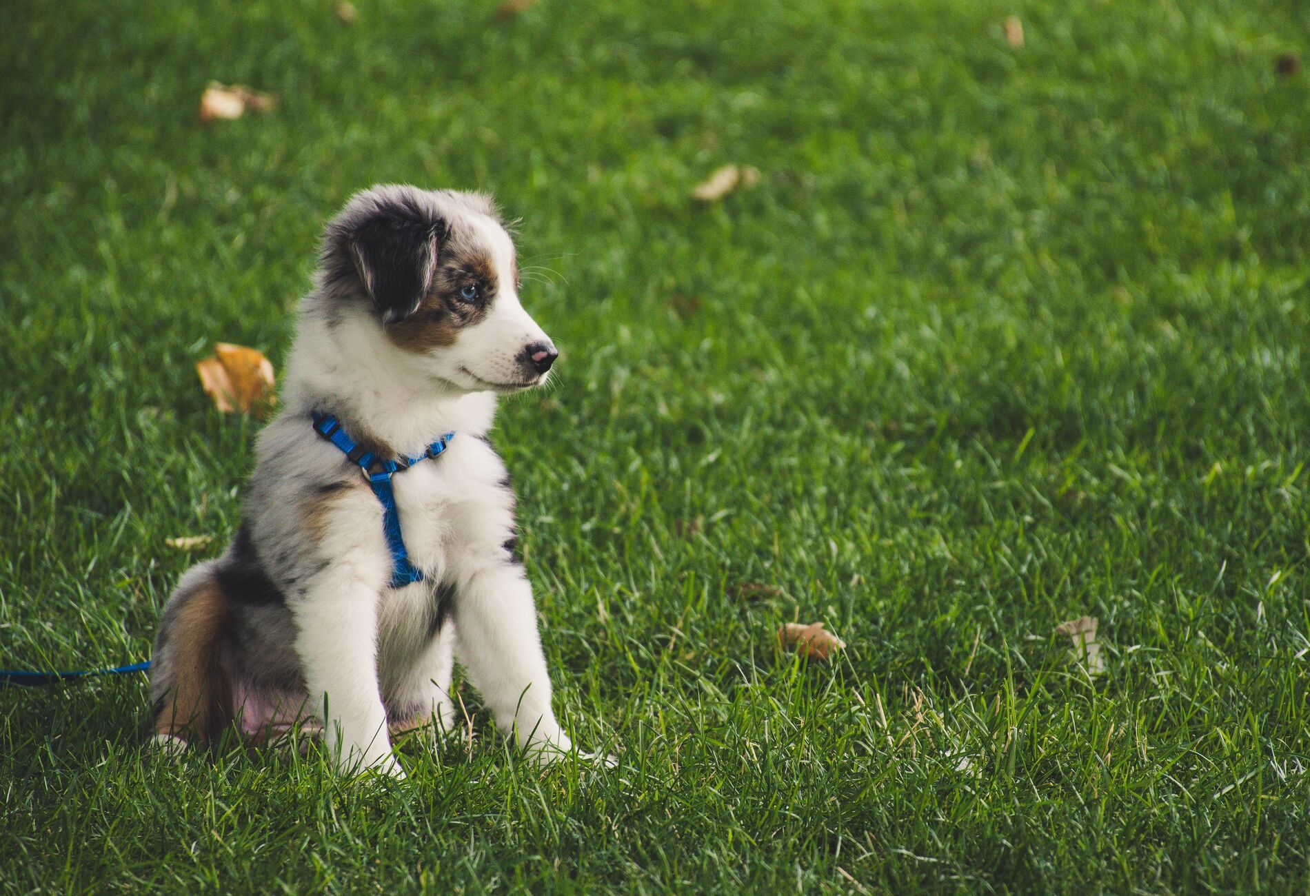 Advies over een nieuwe hond