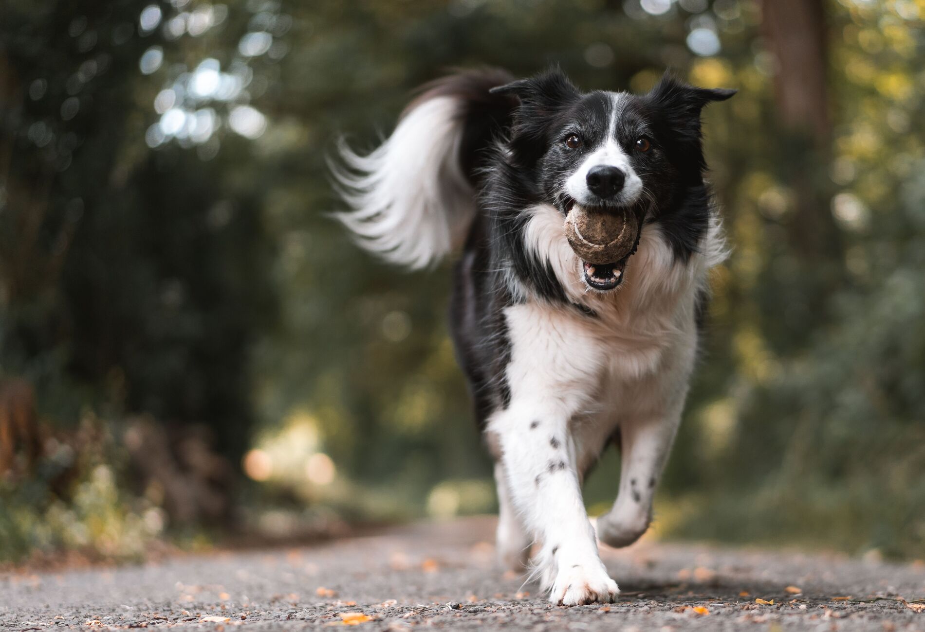 Border collie rent over een bospad