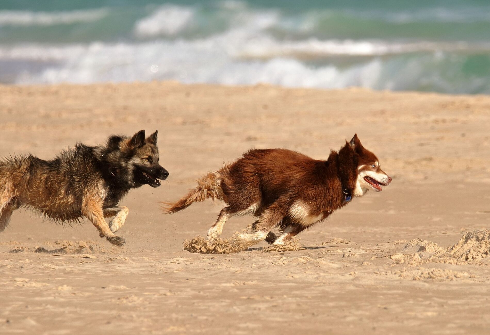 Twee honden rennen over het strand