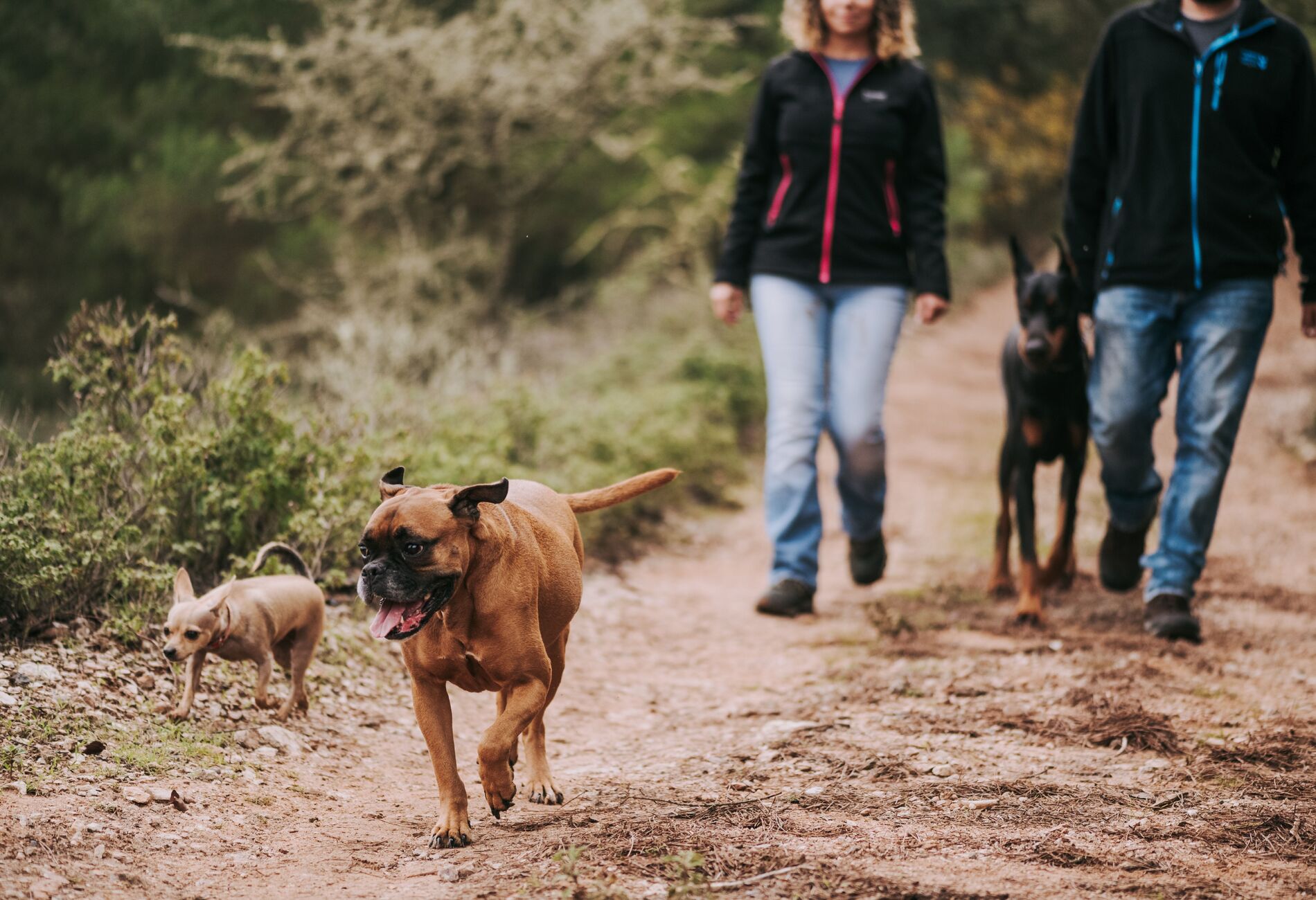 Hond rent vooruit op een bospad